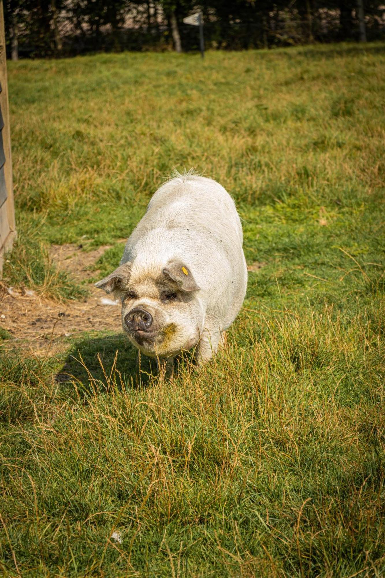 Landgoed Versteegh Nabij Heerlijkheid Marienwaerdt Beesd Exterior foto